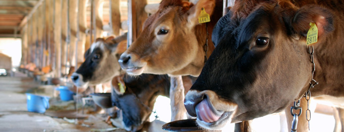 畜産物生産を支えるアミノ酸