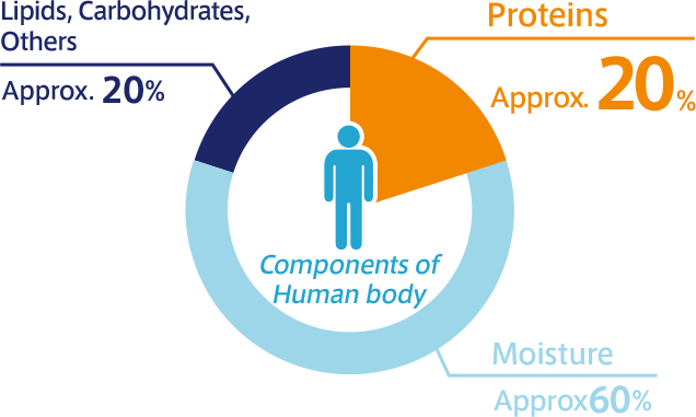 Components of Human body Proteins Approx. 20% Moisture Approx. 60% Lipids, Carbohydrates, Others Approx. 20%