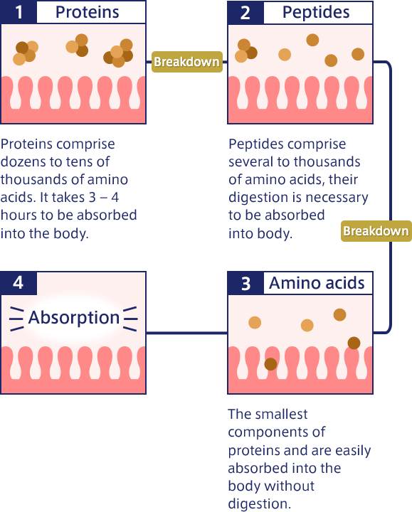 1. Proteins Proteins comprise dozens to tens of thousands of amino acids. It takes 3 – 4 hours to be absorbed into the body. Breakdown 2. Peptides Peptides comprise several to thousands of amino acids, their digestion is necessary to be absorbed into body. Breakdown 3. Amino acids The smallest components of proteins and are easily absorbed into the body without digestion. 4. Absorption