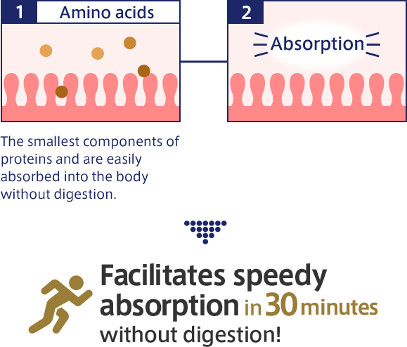 1. Amino acids The smallest components of proteins and are easily absorbed into the body without digestion. 2. Absorption ＞ Facilitates speedy absorption in 30 minutes without digestion!