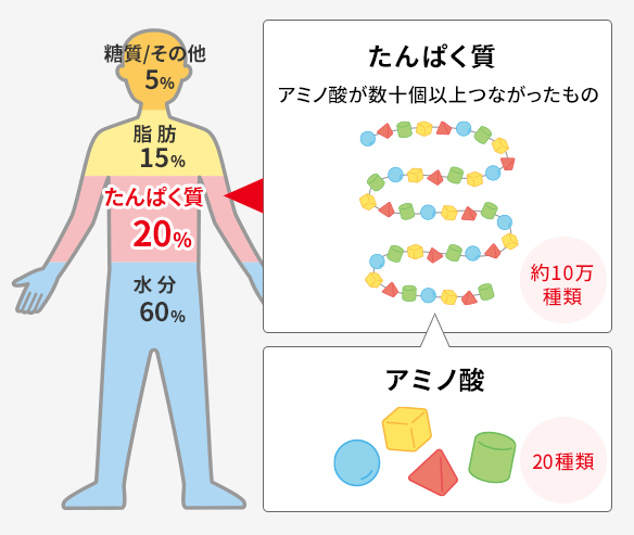 カラダの図