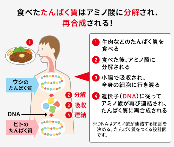 カラダの図