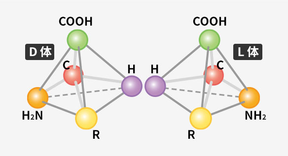 アミノ酸の分子図