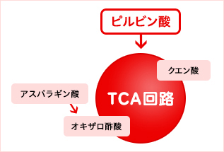 TCA回路図
