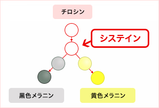 システイン図