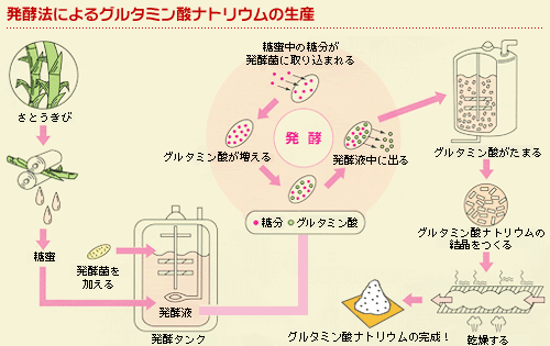 発酵法によるグルタミン酸ナトリウムの生産