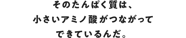 そのたんぱく質は、小さいアミノ酸がつながってできているんだ。