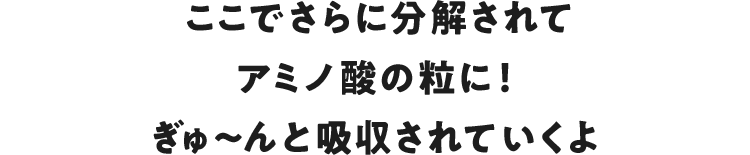 ここでさらに分解されてアミノ酸の粒に！ぎゅ〜んと吸収されていくよ