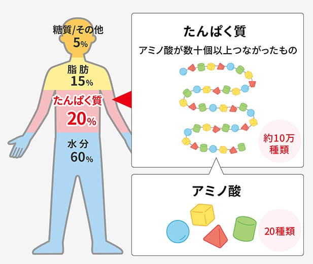 図：カラダの20％はアミノ酸でできている！