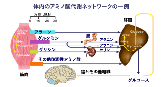 体内のアミノ酸代謝ネットワークの一例