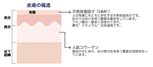 皮膚の構造