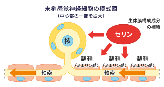 セリンは細胞膜をつくるのに欠かせない成分の１つ