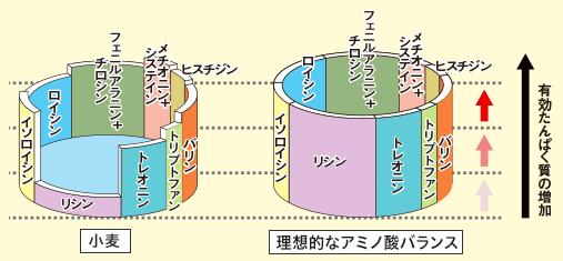 有効たんぱく質の増加