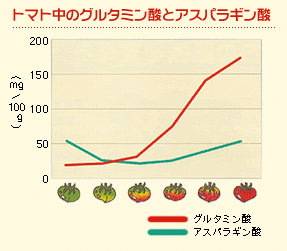 トマト中のグルタミン酸とアスパラギン酸