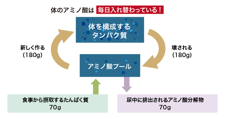 体のアミノ酸は毎日入れ替わっている！