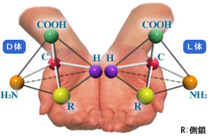 アミノ酸の名称につく L D Dl とは アミノ酸を詳しく学ぼう アミノ酸大百科 味の素株式会社