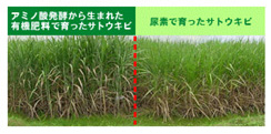 フィリピンにおけるサトウキビの栽培実験