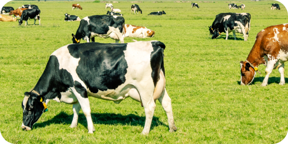 畜産物生産を支えるアミノ酸