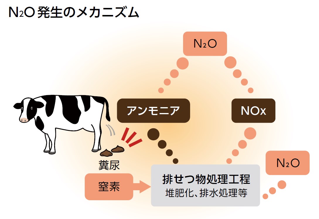 N2O発生のメカニズム