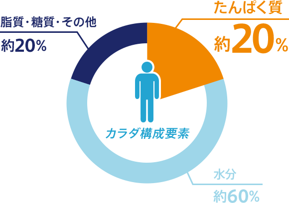 カラダ構成要素 たんぱく質 約20% 水分 約60% 脂質・糖質・その他 約20%