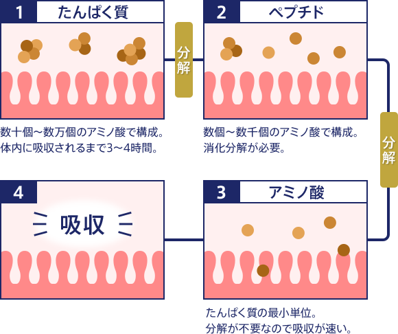 1 たんぱく質 分解 2 ペプチド 分解 3 アミノ酸 4 吸収