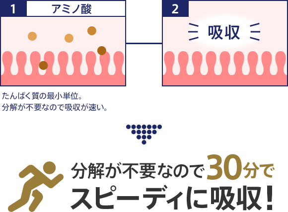 1 アミノ酸 2 吸収 分解が不要なので30分でスピーディに吸収！