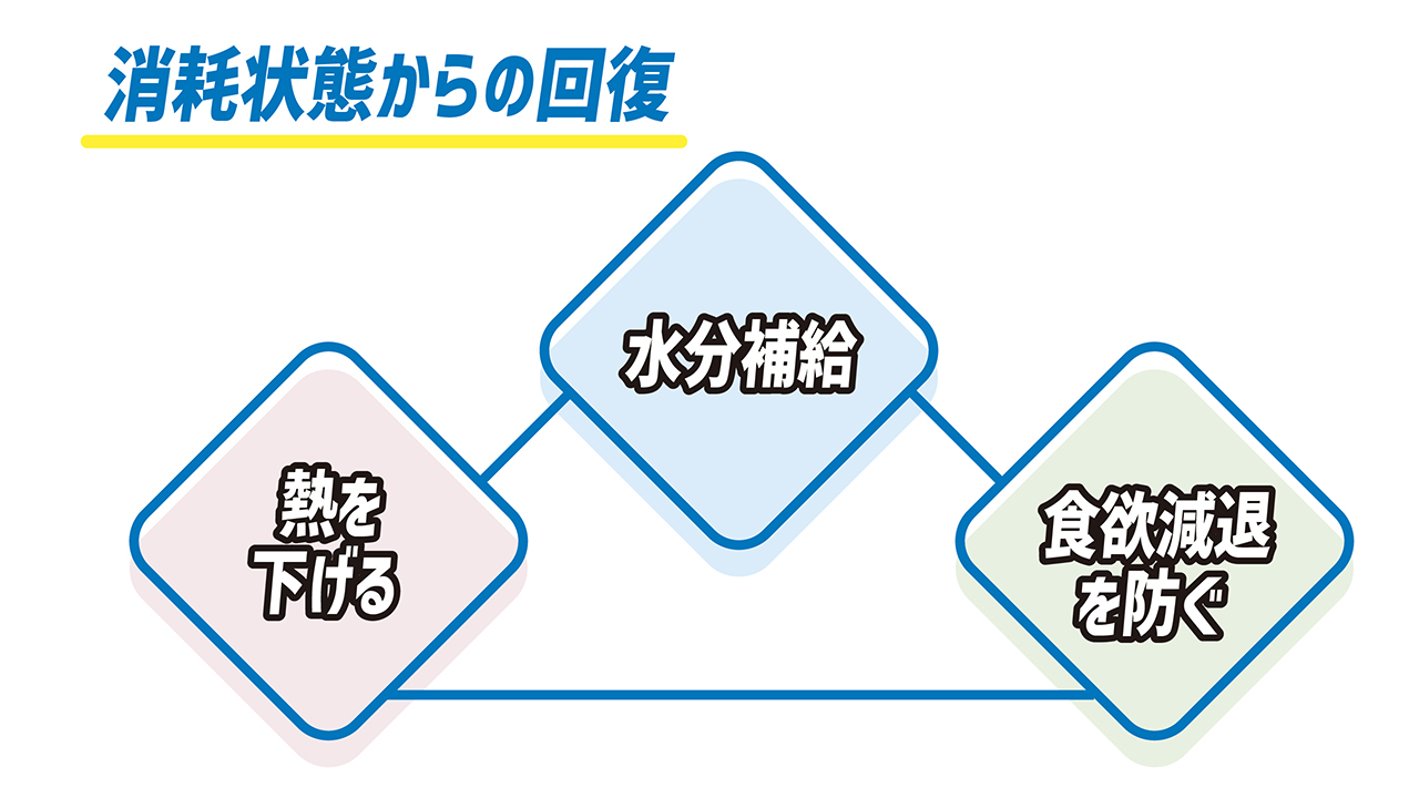 夏のハードトレーニングを支える「リカバリープログラム」