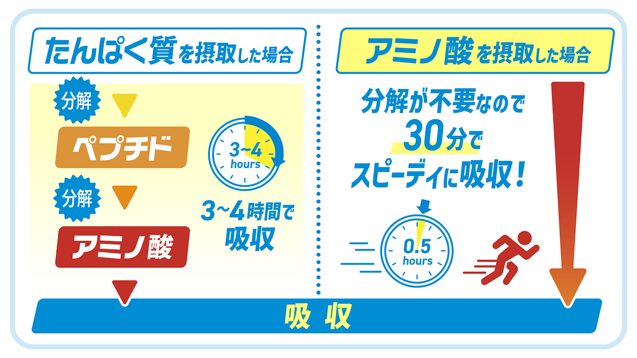 「質」と「吸収スピード」がカギ！トレーニング効率をサポートするプロテインの選び方