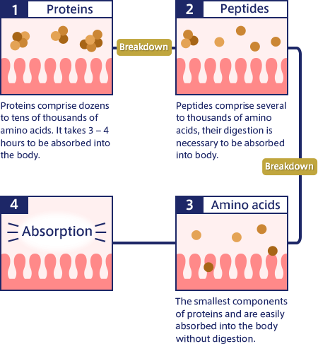 1. Proteins Proteins comprise dozens to tens of thousands of amino acids. It takes 3 – 4 hours to be absorbed into the body. Breakdown 2. Peptides Peptides comprise several to thousands of amino acids, their digestion is necessary to be absorbed into body. Breakdown 3. Amino acids The smallest components of proteins and are easily absorbed into the body without digestion. 4. Absorption