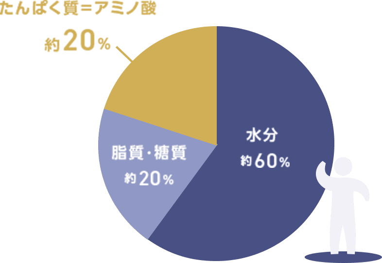 水分約60%　脂質・糖質約20%　たんぱく質=アミノ酸約20%