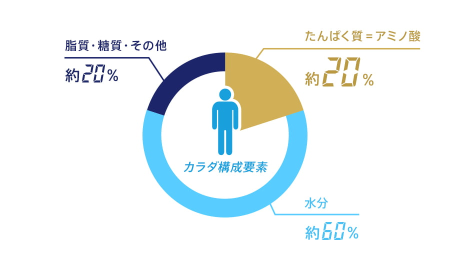 アミノ酸はたんぱく質のもとであり、生きるために必要不可欠な栄養素