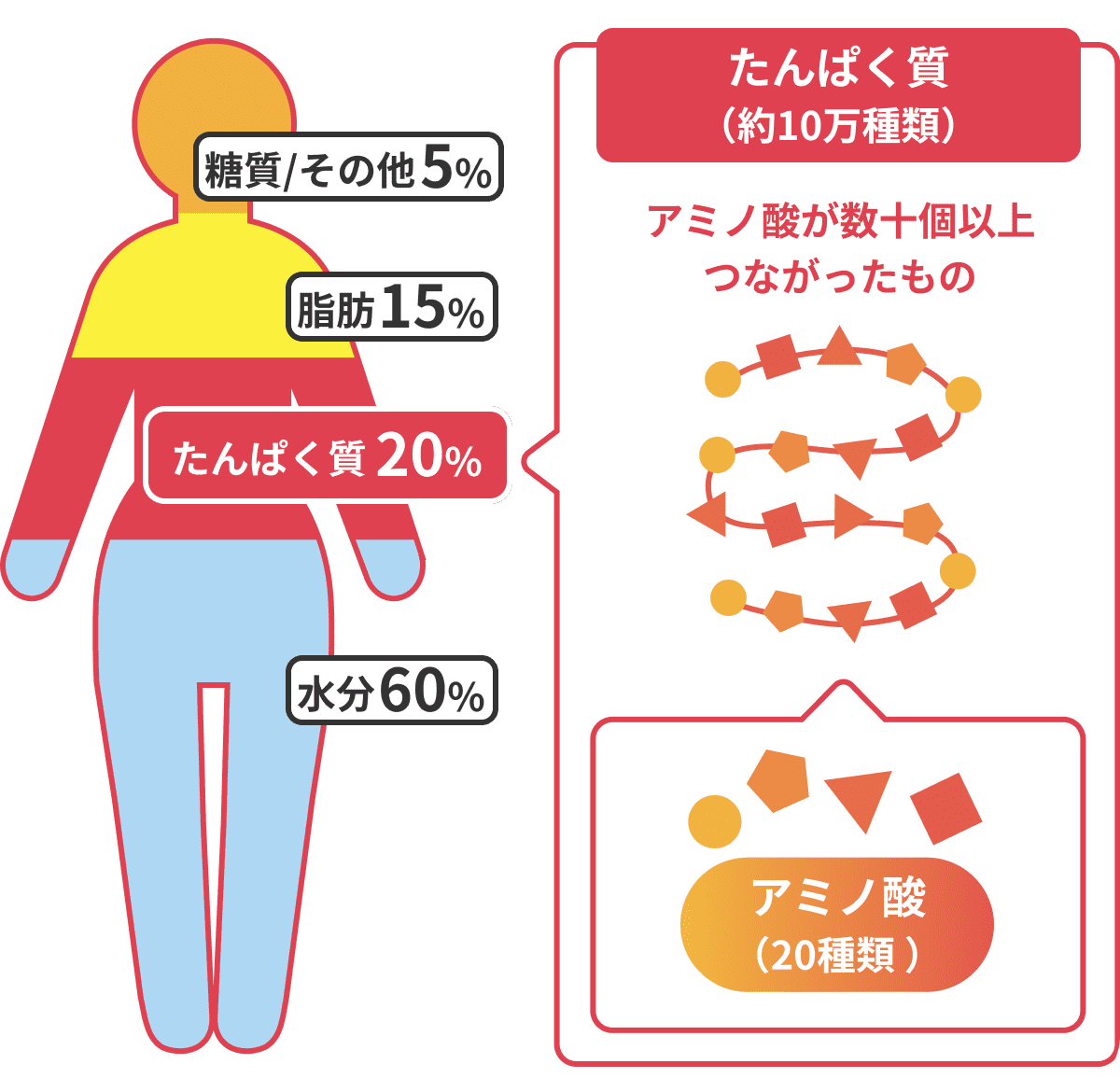 たんぱく質はアミノ酸の集合体。