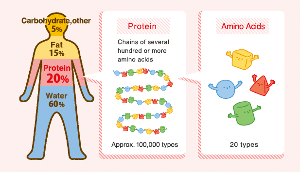 20% of Our Bodies are Made from Amino Acids!