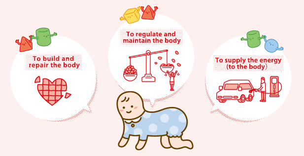 Role of Amino Acids