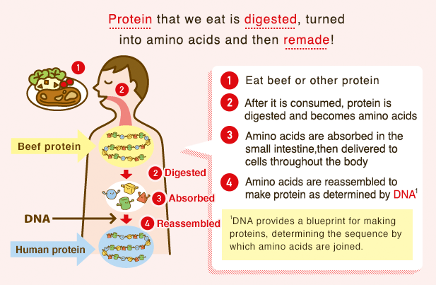 Amino Acids Do More than Just Make up Our Bodies