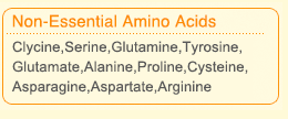 Non-Essential Amino Acids