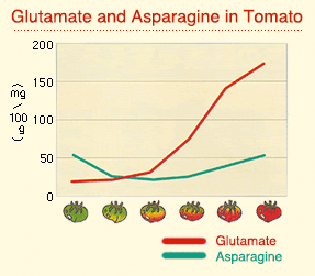 Glutamate and Asparagine in Tomato