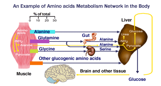 Amino Acid Metabolism Network in Body