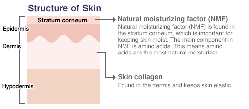 Structure of Skin