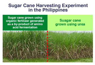 Sugar Cane Harvesting Experiment in the Philippines