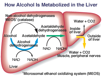 How Alcohol Is Metabolized in the Liver