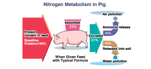 Nitrogen Metabolism in Pig