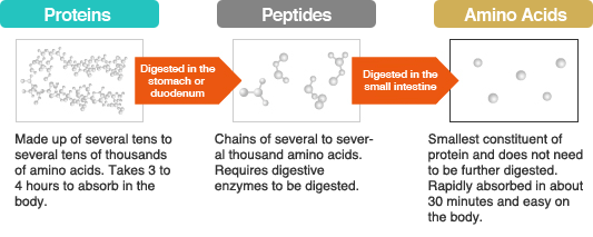 Proteins Peptides Amino Acids