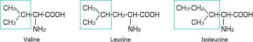 Valine Leucine Isoleucine