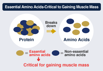 Essential Amino Acids—Critical to Gaining Muscle Mass