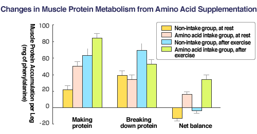 Changes in Muscle Protein Metabolism from Amino Acid Supplementation