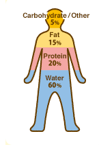 Carbohydrate/Other