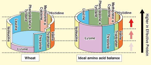 Ideal amino acid balance
