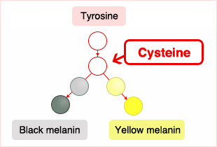 cysteine