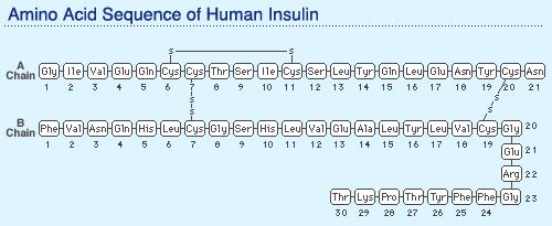 Amino Acid Sequence of Human Insulin